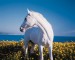 white_horse_black_bak